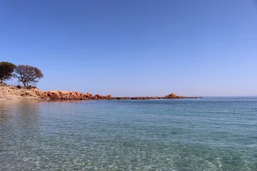 Cercles muraux Plage de Palombaggia, Corse arbre sur la plage