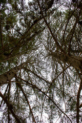 Treetops pine trees called pinus pinaster in cloudy day