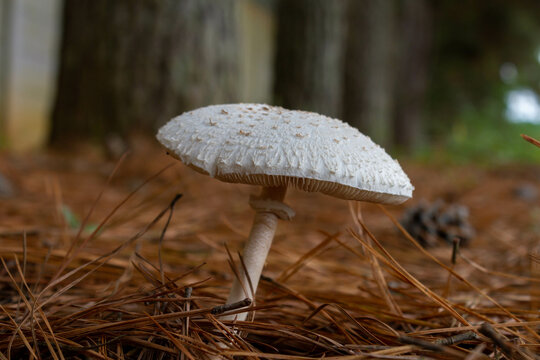 White poisonous wild mushroom of the type Chlorophyllum molybdites.