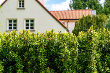 Trimmed green yew hedge