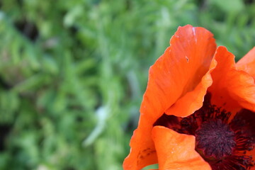 Mohnblume vor grünem Hintergrund. Poppy