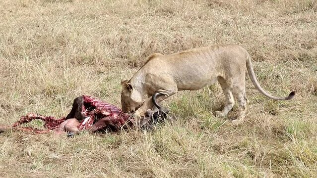 Lioness are trying to find some more meat on the wildebeest carcass that is left oafter lion's family lunch. Masai Mara National park