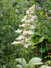 Rodgersia sambucifolia ou rodgersia à feuilles de sureau à inflorescence plumeuse blanche ou rose...