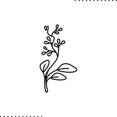 seeded eucalyptus vector graphic isolated on white