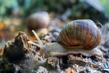 Creeping grape snail, close-up. Place for text.