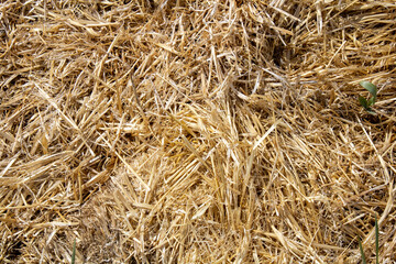 Golden Straw Hay  Graphic Design Texture from Wyoming in Summer