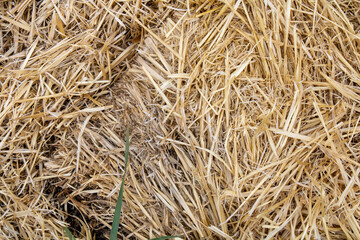 Golden Straw Hay  Graphic Design Texture from Wyoming in Summer