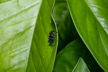 Aranha-saltadora ou papa-moscas em uma folha de arvore