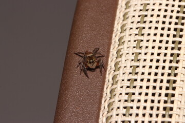 Aranha-saltadora ou papa-moscas em uma cadeira marrom