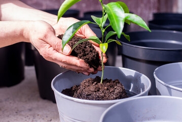 Green leaves. Planting a tree. Vase in a pot. Lemon tree in a pot.