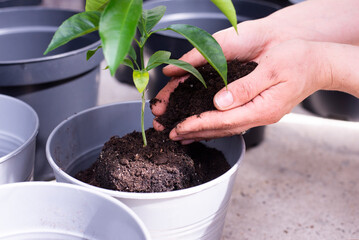 Green leaves. Planting a tree. Vase in a pot. Lemon tree in a pot.