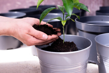 Green leaves. Planting a tree. Vase in a pot. Lemon tree in a pot.
