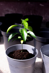 Green leaves. Plant in the pot. Flowerpot, growth. Lemon tree in a flowerpot.