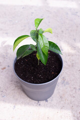 Green leaves. Plant in the pot. Flowerpot, growth. Lemon tree in a flowerpot.