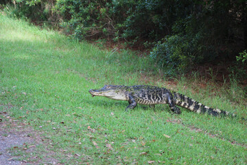 Alligator walking on grass to water - Powered by Adobe