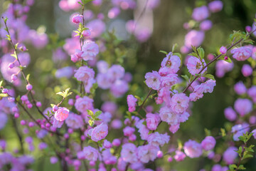 Obraz premium Blooming pink almond flowers close-up in the morning light of the sun. Background. Selective focus