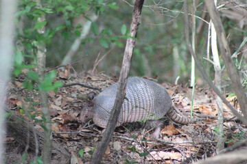 Armadillo digging through leaves and brush