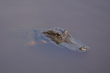 American Alligator