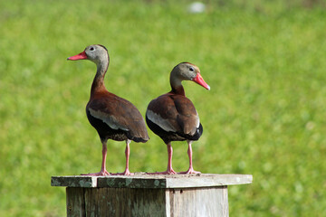 Black-bellied whistling ducks standing next to each other