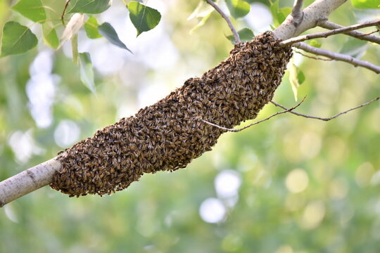Swarm of bees in wildlife.