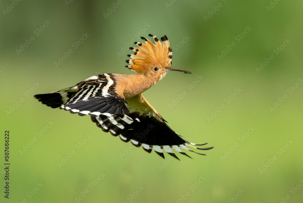 Wall mural eurasian hoopoe bird close up ( upupa epops )