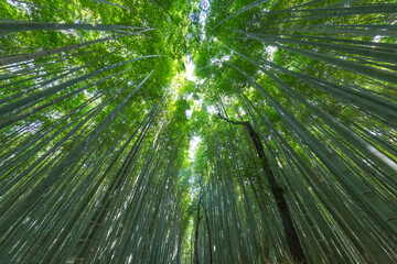 Kyoto, Japan Green Bamboo Forest with summer sunny weather