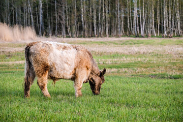 Obraz premium Wild feral cows graze in the meadow in summer. Defocused