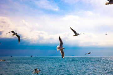 Fototapeta na wymiar Seagulls flying over the sea with cloudy sky background. Freedom concept photo