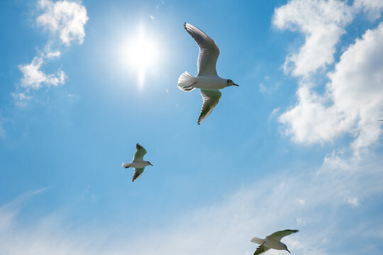 Soraing seagulls from low angle view. Sun and cloudy sky on the background
