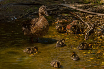 Small duck on green puddle in spring sunny windy day