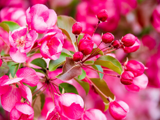 Flowering trees, nature and spring background. Pink flowers. Floral landscape, blurred