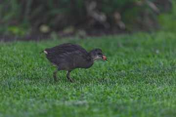 Small bird with gray body on green grass