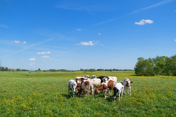 Fototapeta na wymiar Cows in typical Dutch landscape