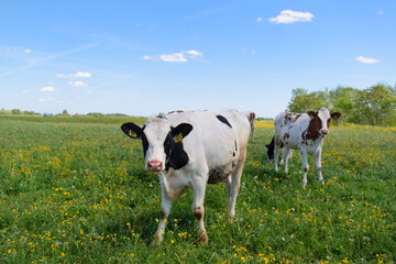 Cows in typical Dutch landscape