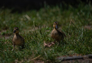 Small duck on green grass in spring sunny windy day
