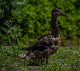 Small duck on green grass in spring sunny windy day