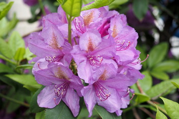 A close up of a lavender flower.