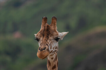 Giraffe with nice color head and dark background