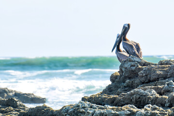 Couple of brown pelicans resting on rocks
