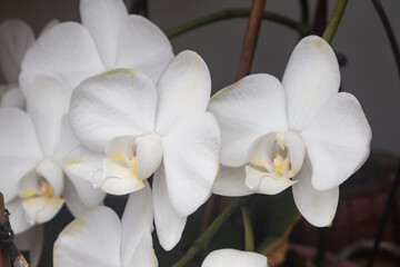 White orchid flowers