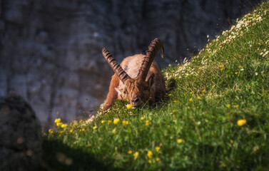 Alpine Ibex in the Julian Alps