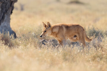 Wild dingo (Canis lupus dingo) stalking prey, Australia