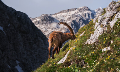 Alpine Ibex in the Julian Alps