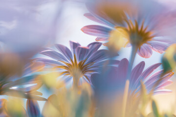 Beautiful Daisy Flower Field