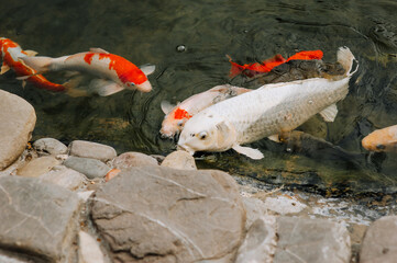 A lot of Beautiful big hungry colored, multi-colored koi fish swim in the water, in the pond, in the lake against the background of stones. Animal photography.