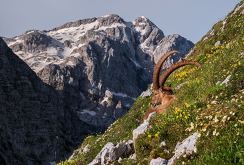 Alpine Ibex in the Julian Alps