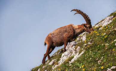 Alpine Ibex in the Julian Alps