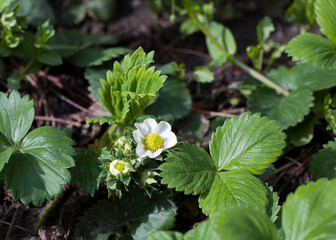 wild strawberry plant