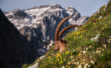 Alpine Ibex in the Julian Alps