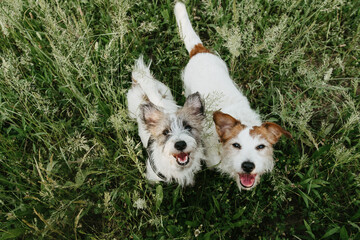 Portrait two jack russell dogs looking up on green grass on summer. High angle view